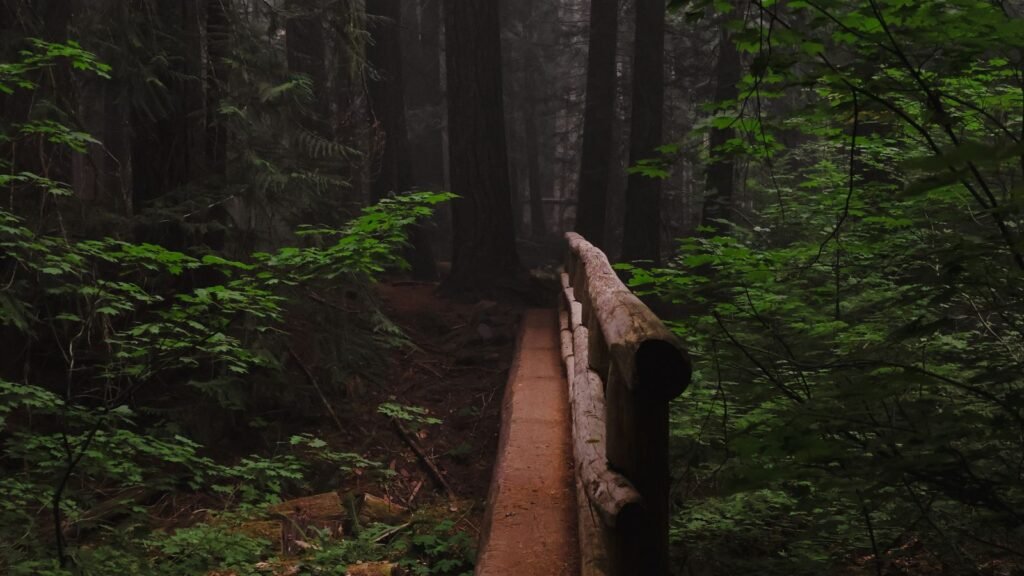 Wooden footbridge on a misty Pacific Northwest forest trail