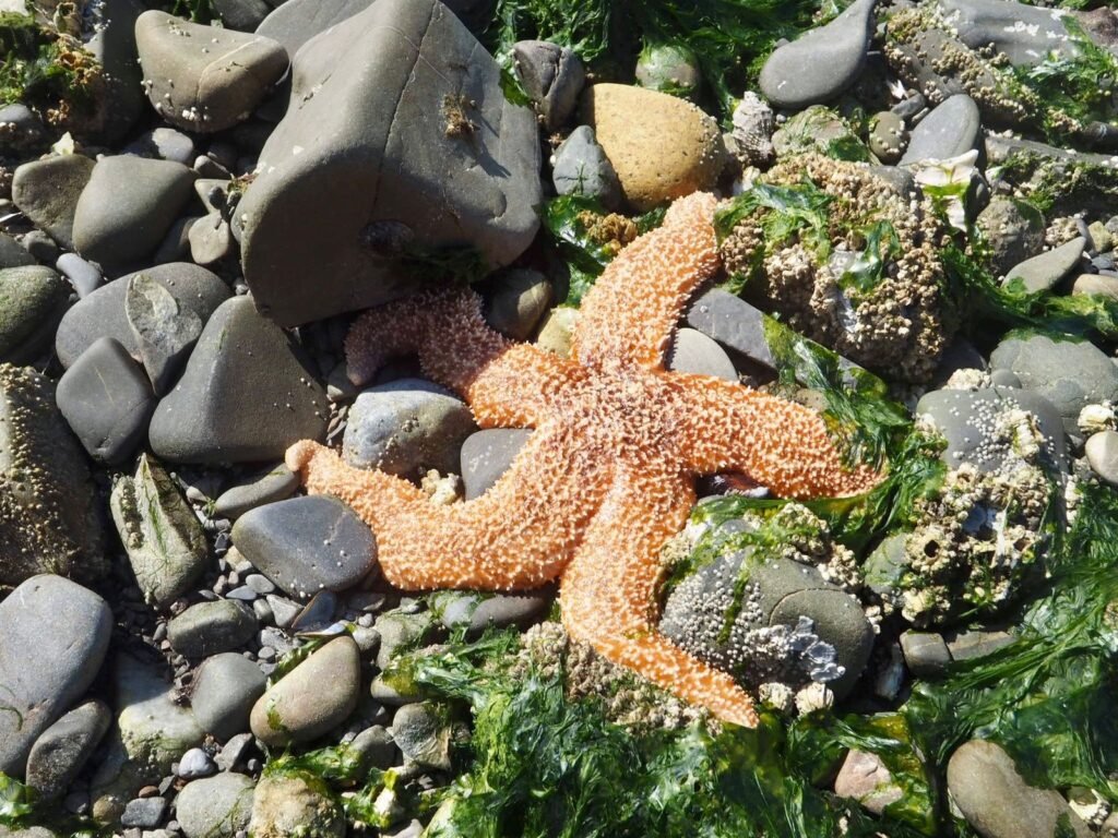 Orange sea star on a rocky Pacific Northwest shoreline at low tide