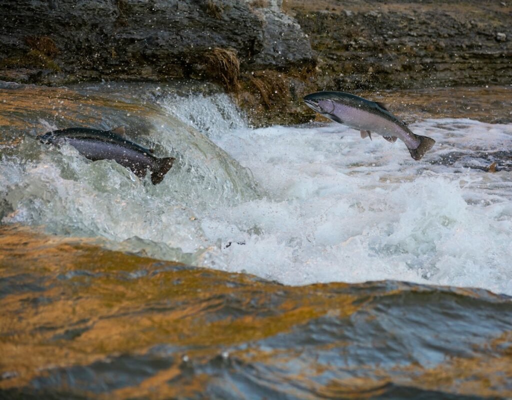 Salmon swimming upstream through a rushing creek in fall